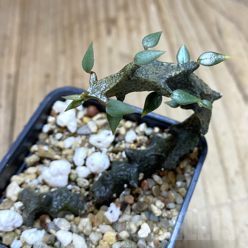 SHPR41024 Ceropegia bosseri