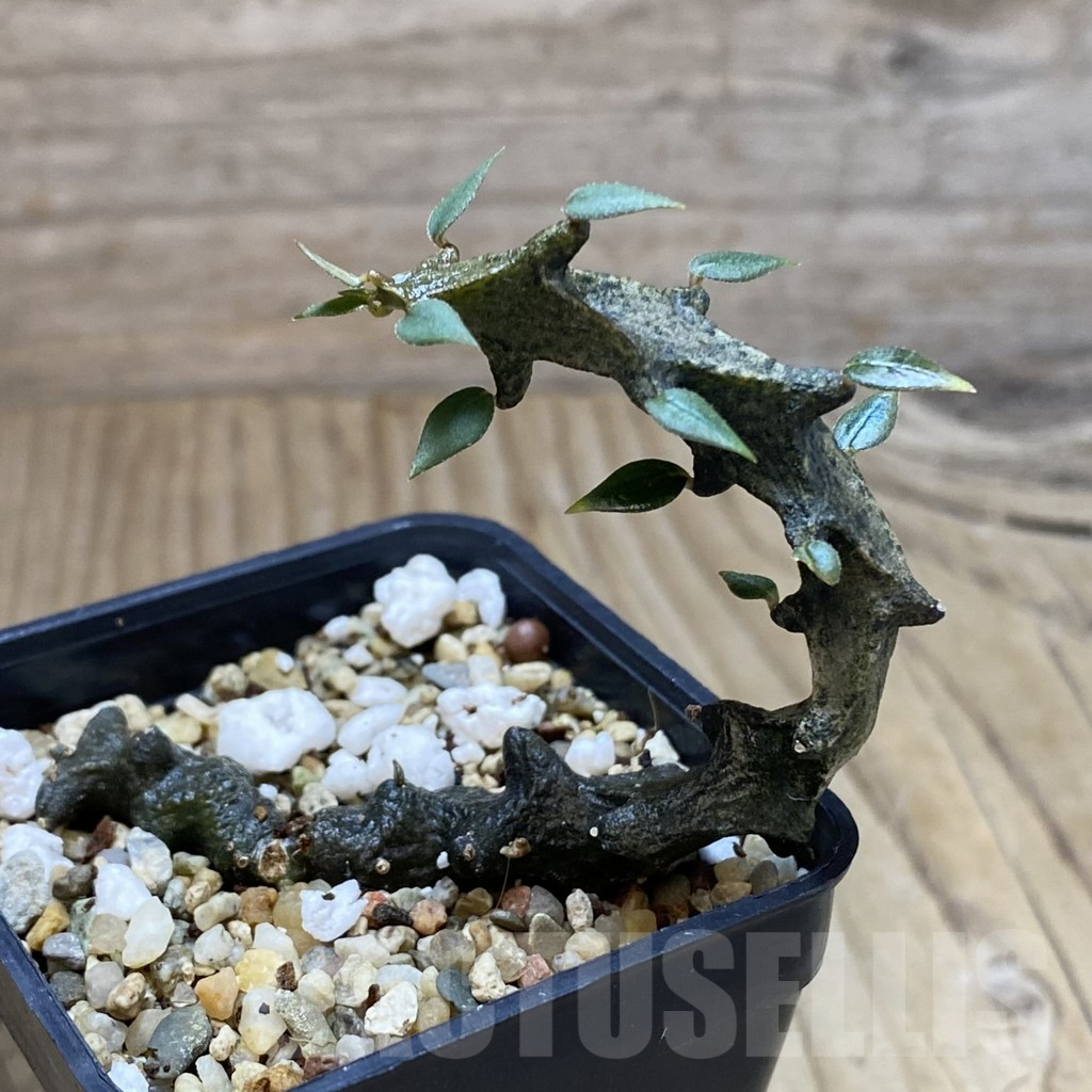 SHPR41024 Ceropegia bosseri - Image 2