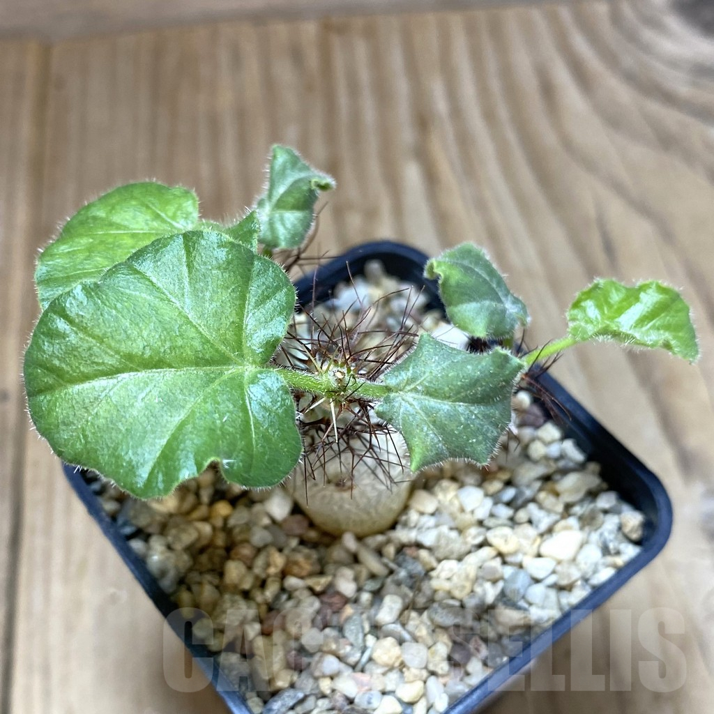 SHPR41027 Jatropha marginata - Image 2