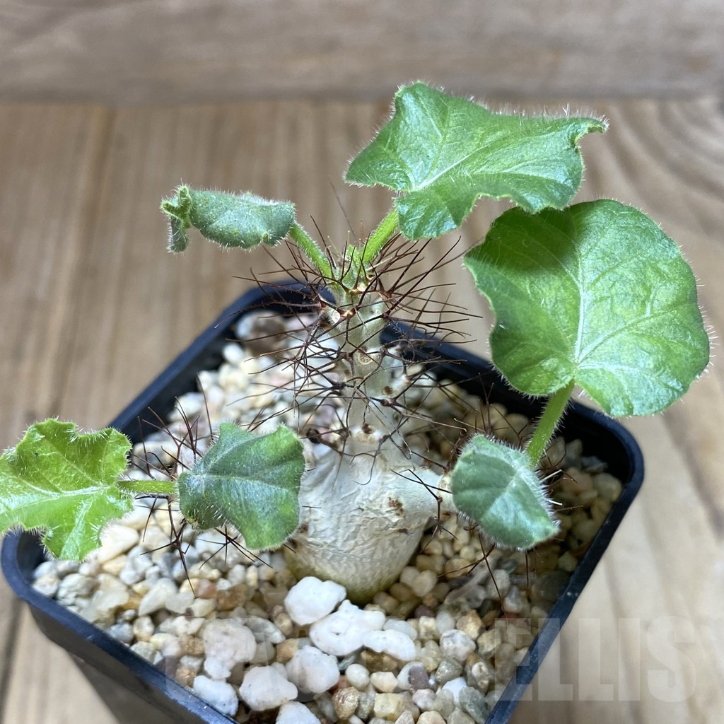 SHPR41027 Jatropha marginata