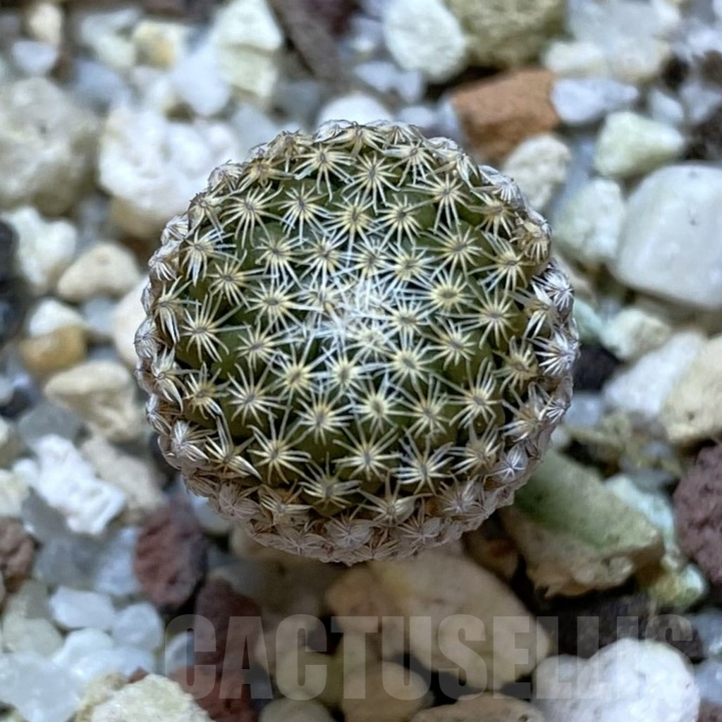 SHPR41029 Pelecyphora strobiliformis