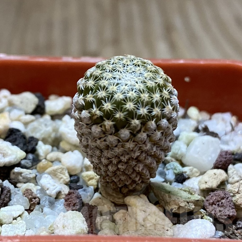 SHPR41029 Pelecyphora strobiliformis - Image 2