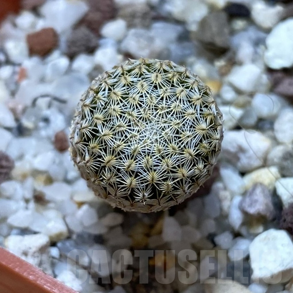 SHPR41030 Pelecyphora strobiliformis