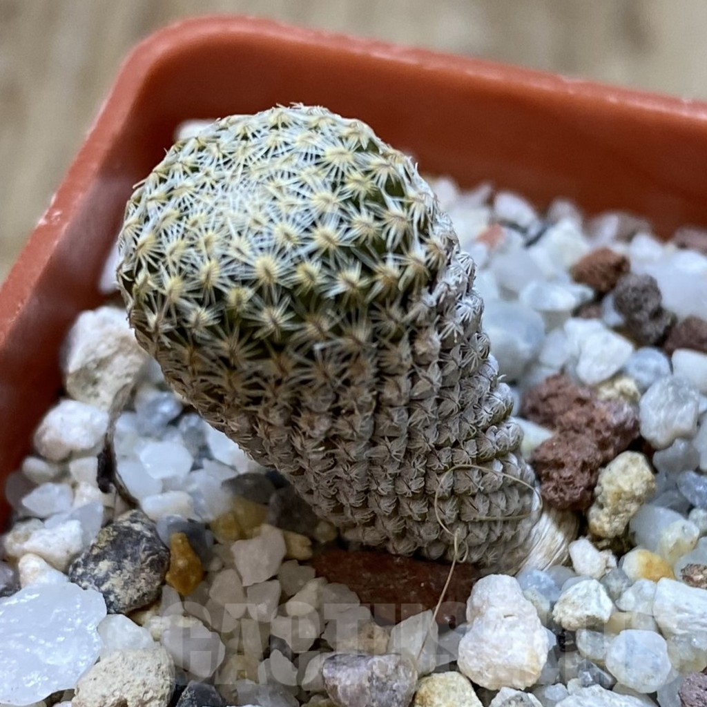 SHPR41030 Pelecyphora strobiliformis - 画像 (2)