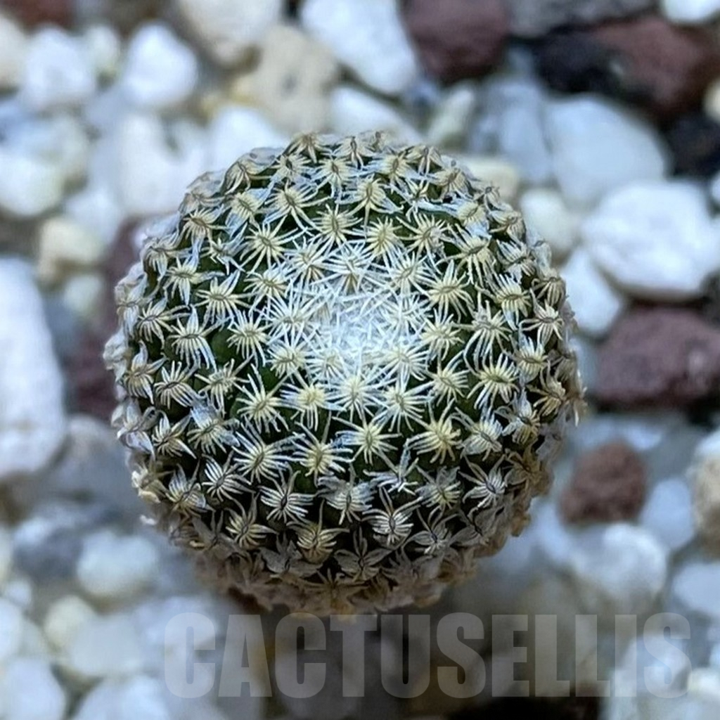 SHPR41031 Pelecyphora strobiliformis