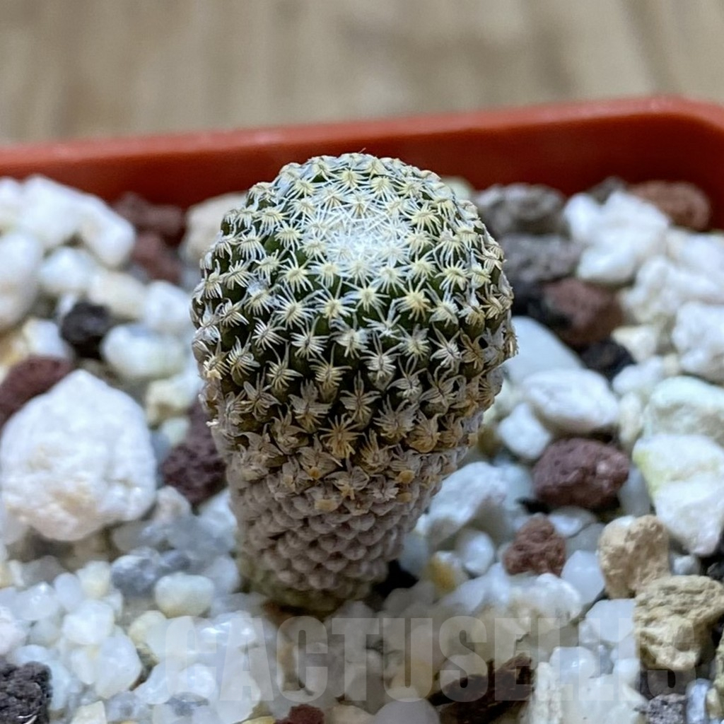 SHPR41031 Pelecyphora strobiliformis - Image 2