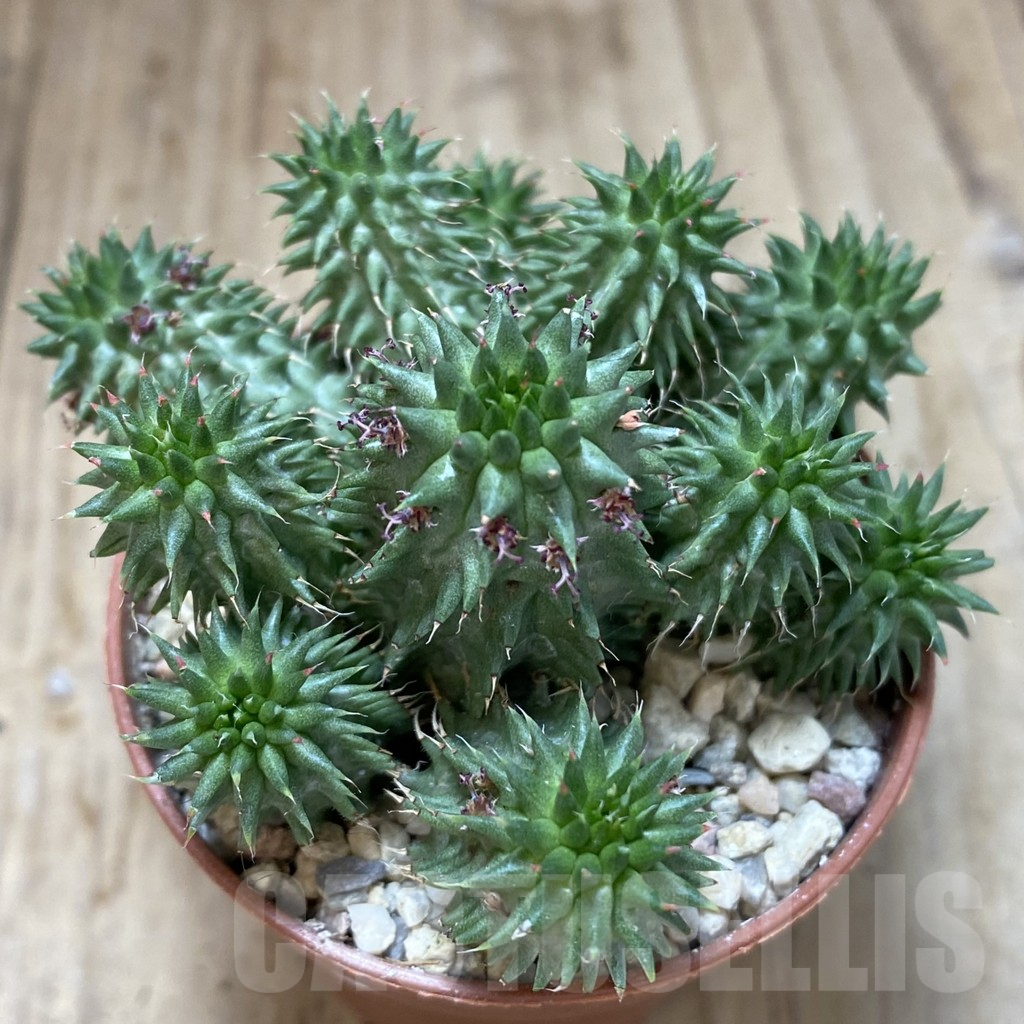 SHPR40973 Euphorbia susannae