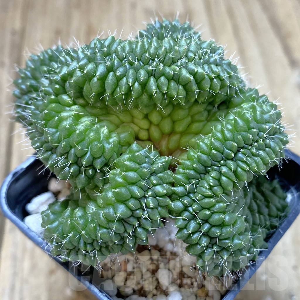 SHPR40980 Mammillaria bucareliensis f. cristata