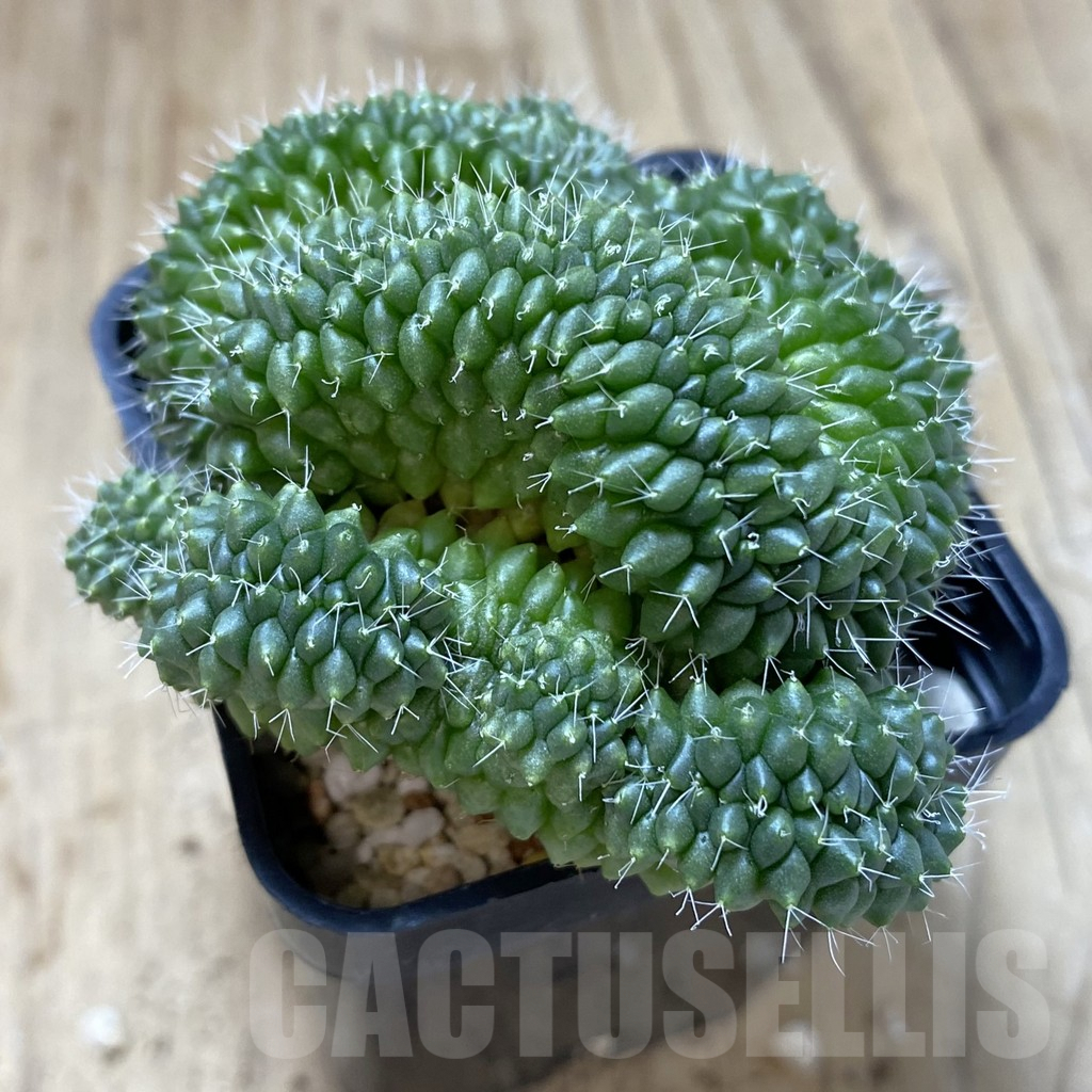 SHPR40980 Mammillaria bucareliensis f. cristata - Image 2