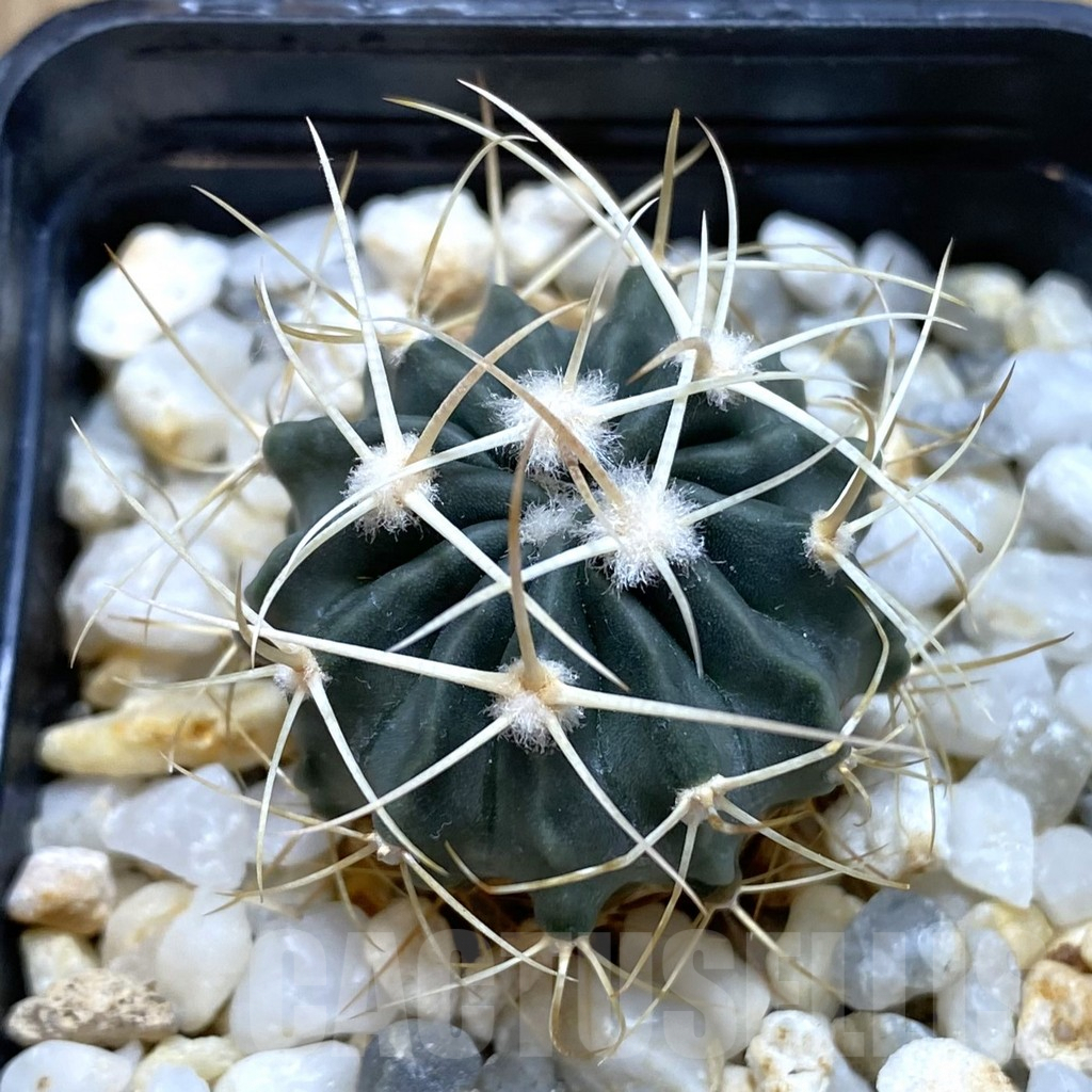SHPR40982 Echinocactus texensis