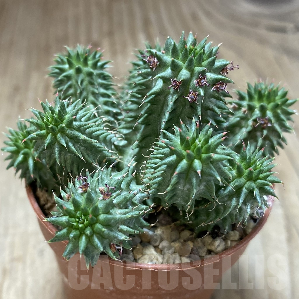 SHPR40973 Euphorbia susannae - Image 2