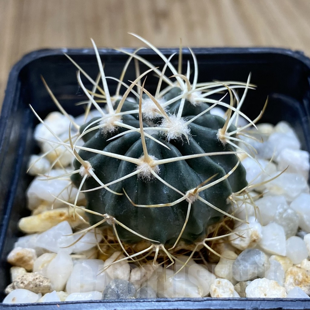 SHPR40982 Echinocactus texensis - Image 2