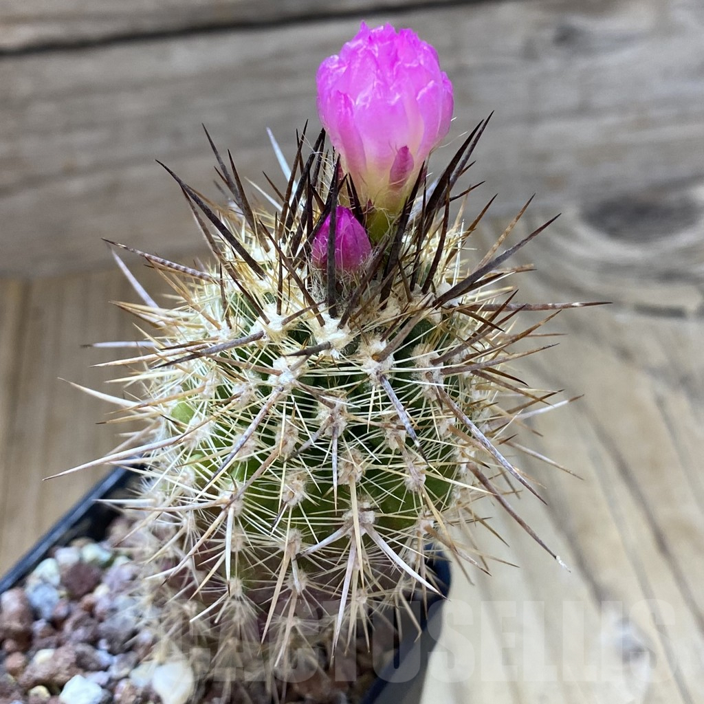 SHPR40983 Neoporteria subgibbosa