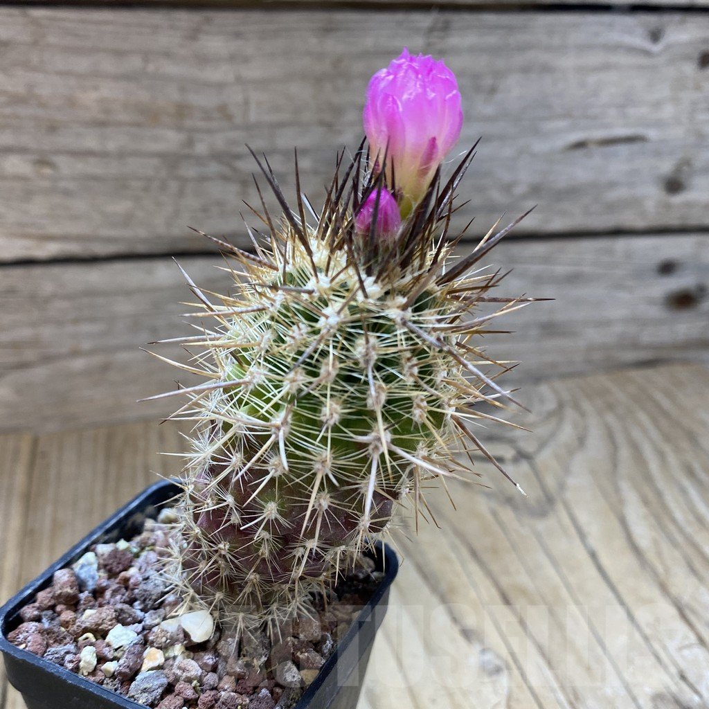 SHPR40983 Neoporteria subgibbosa – Bild 2