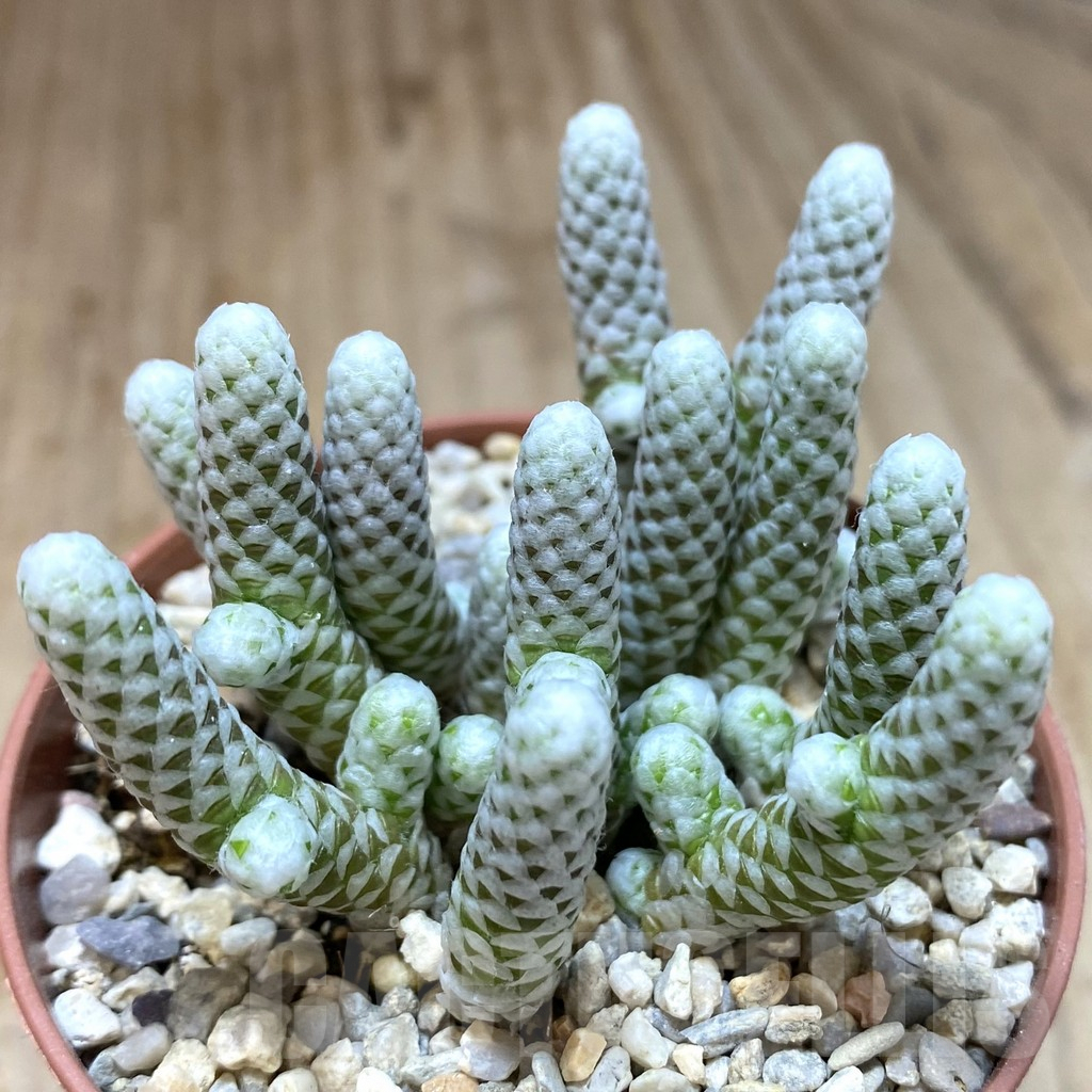 SHPR40974 Avonia papyracea