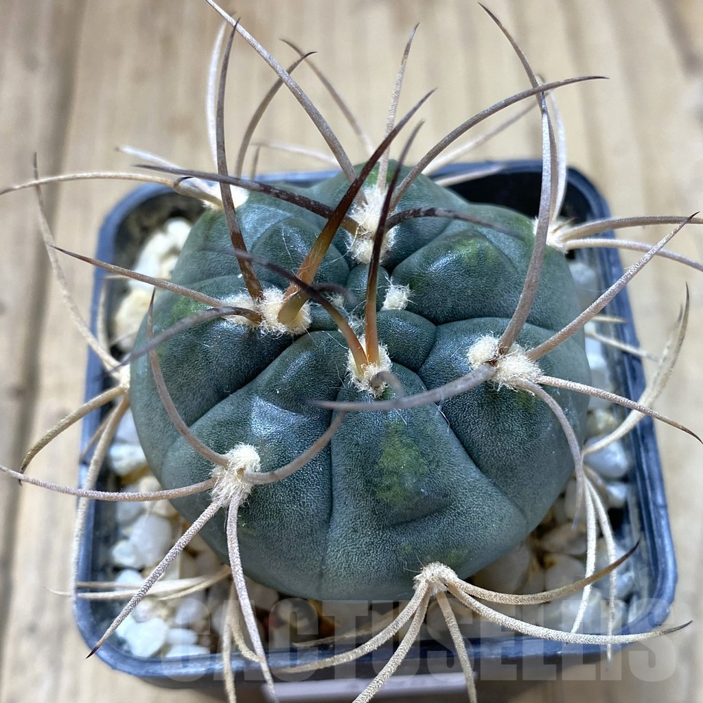 SHPR40989 Gymnocalycium acinacispinum, orange flower