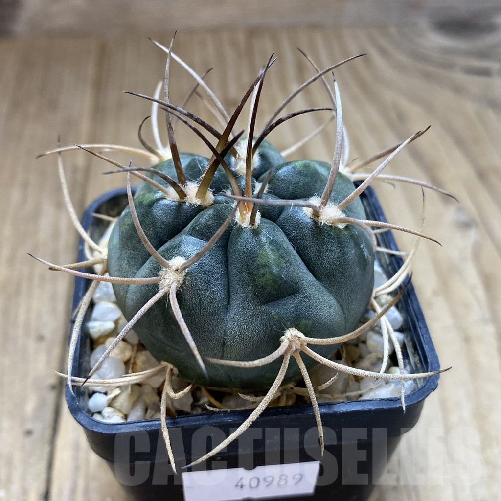 SHPR40989 Gymnocalycium acinacispinum, orange flower – Bild 2