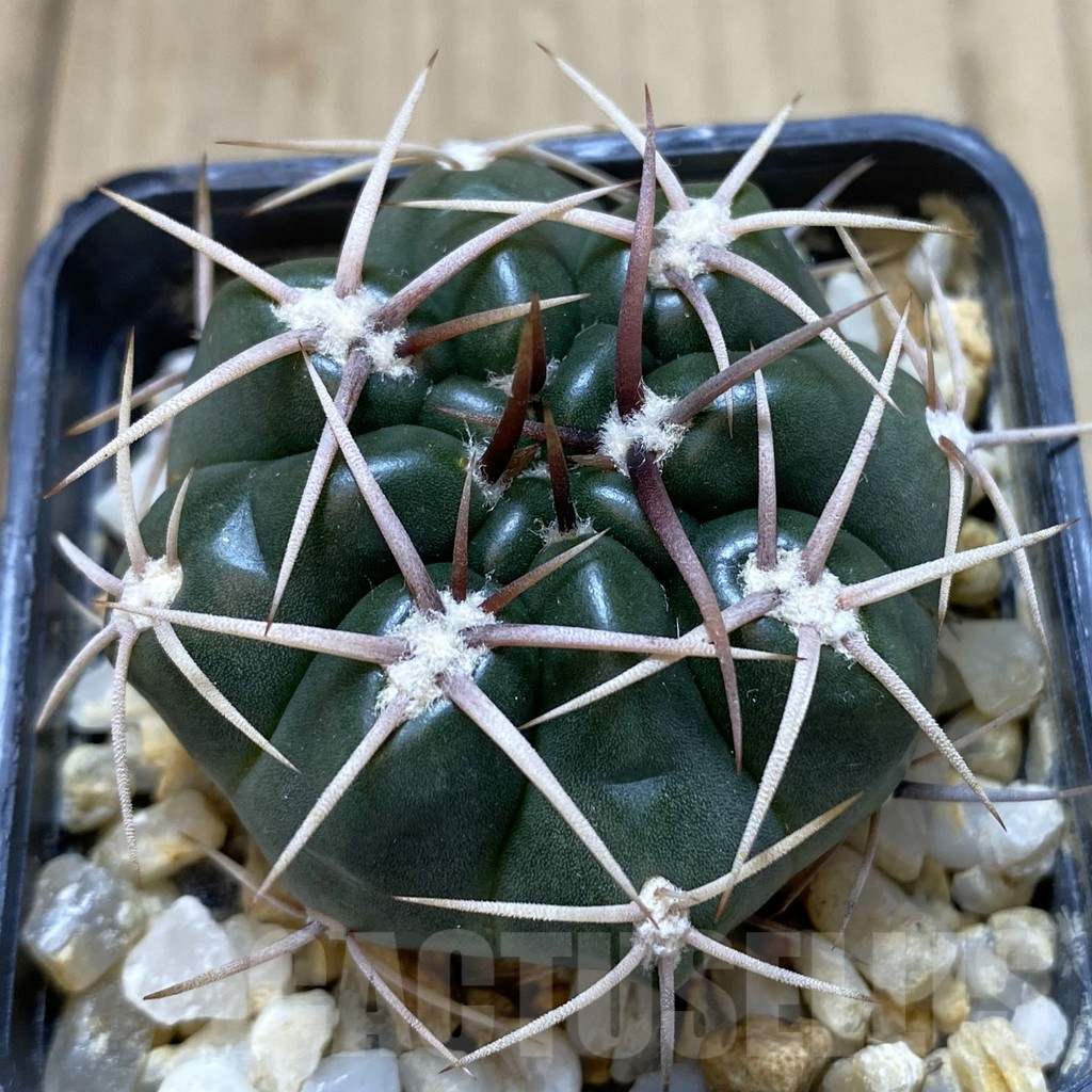 SH959 Gymnocalycium orientale v. vikulovii
