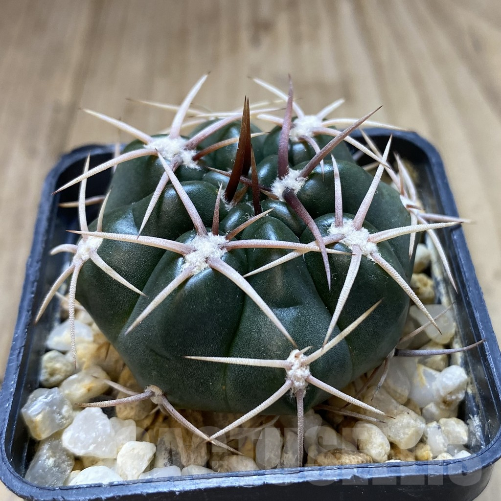 SH959 Gymnocalycium orientale v. vikulovii - 画像 (2)