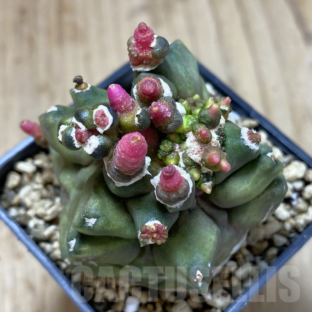 SHPR40992 Gymnocalycium mihanovichii ‘Transformer’