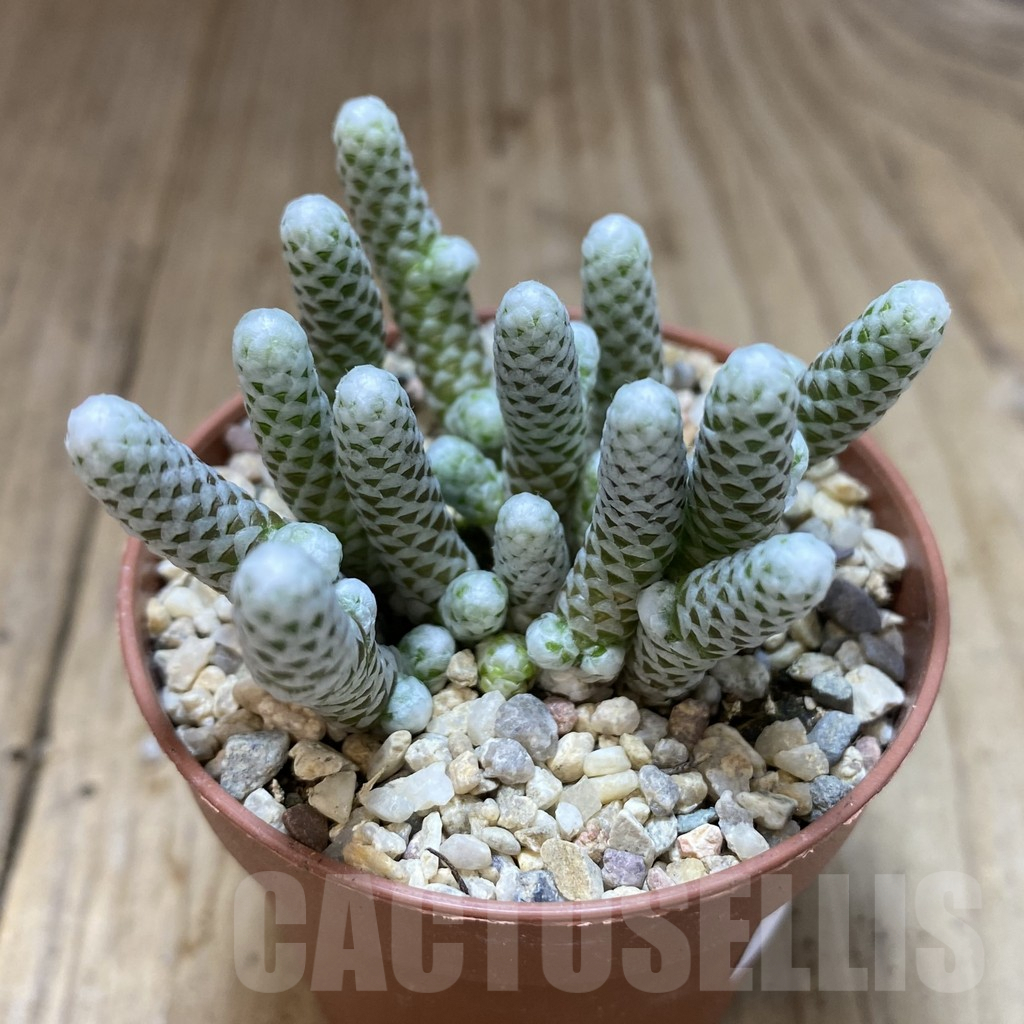 SHPR40974 Avonia papyracea - immagine 2