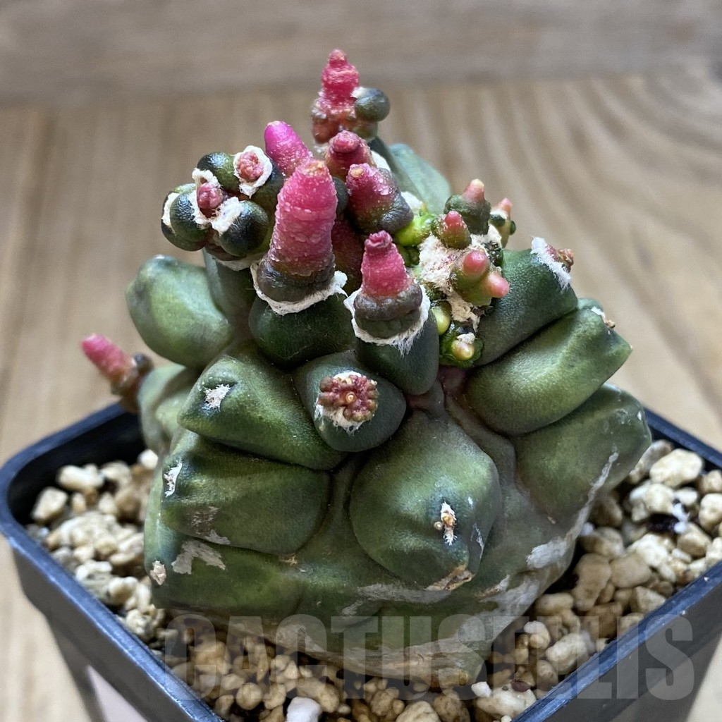 SHPR40992 Gymnocalycium mihanovichii ‘Transformer’ - Obrázek 2