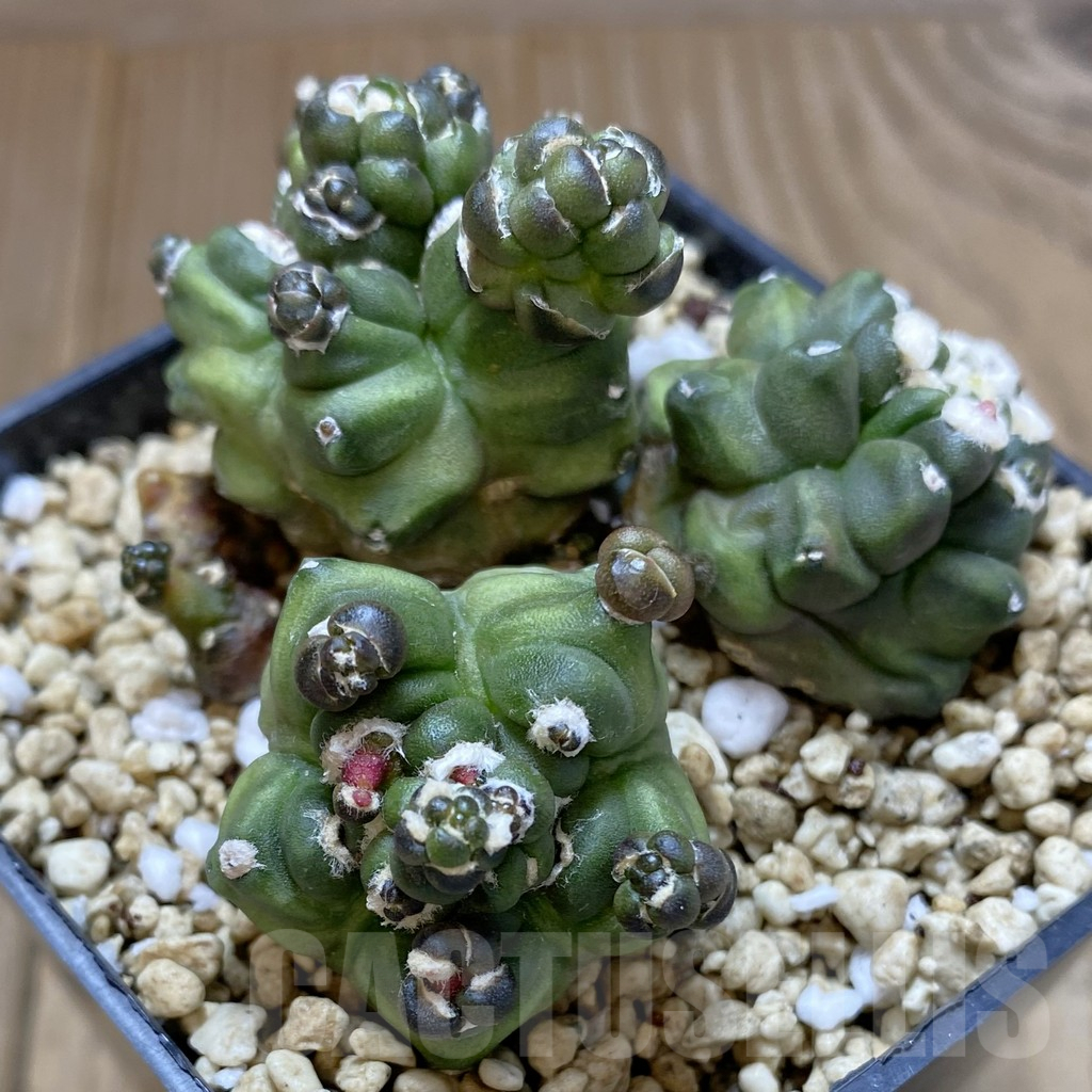 SHPR40993 Gymnocalycium mihanovichii ‘Transformer’ - Obrázek 2