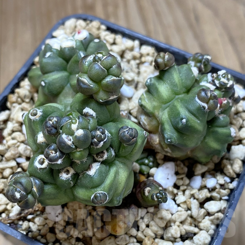 SHPR40993 Gymnocalycium mihanovichii ‘Transformer’