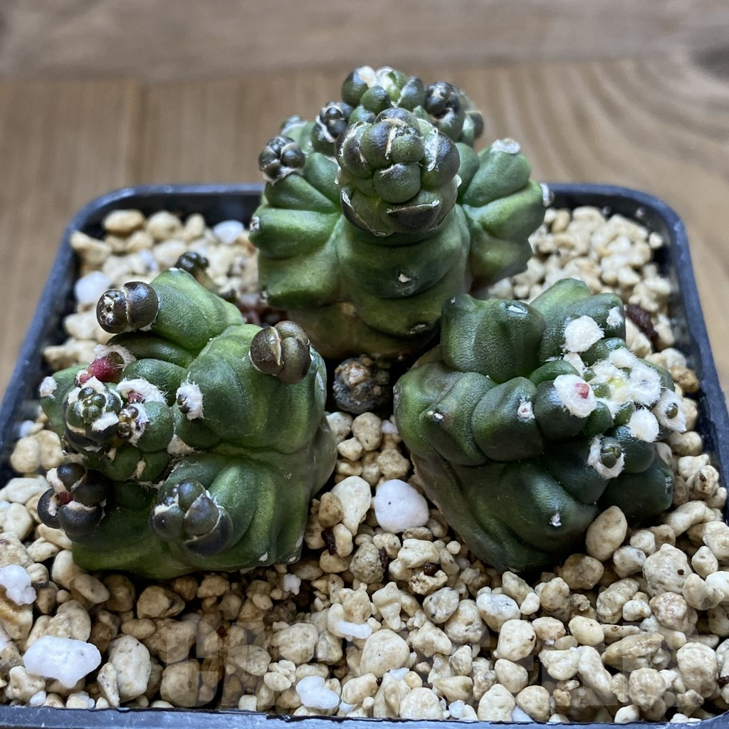 SHPR40993 Gymnocalycium mihanovichii ‘Transformer’ - Obrázek 3