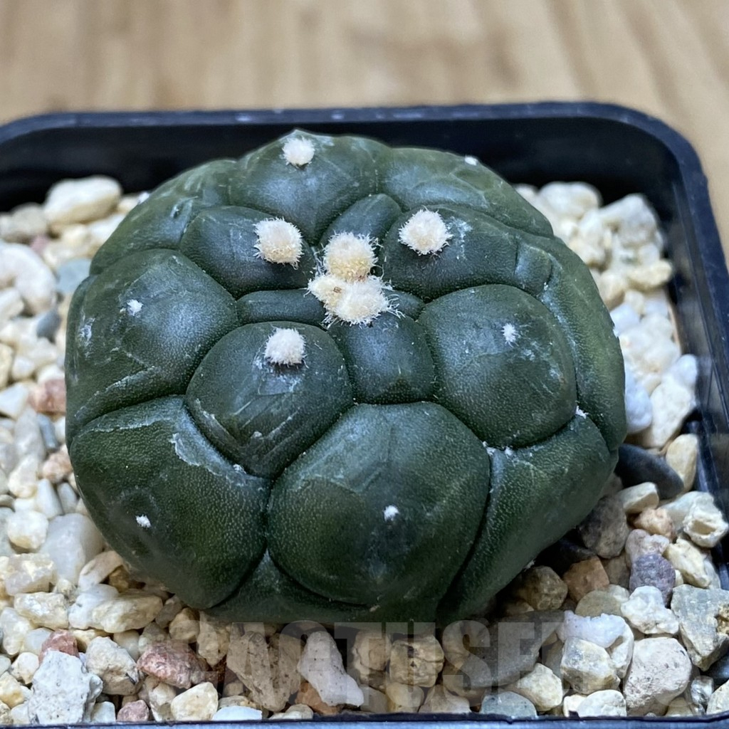 SH968 Astrophytum asterias ‘Kikko’ - Зображення 2