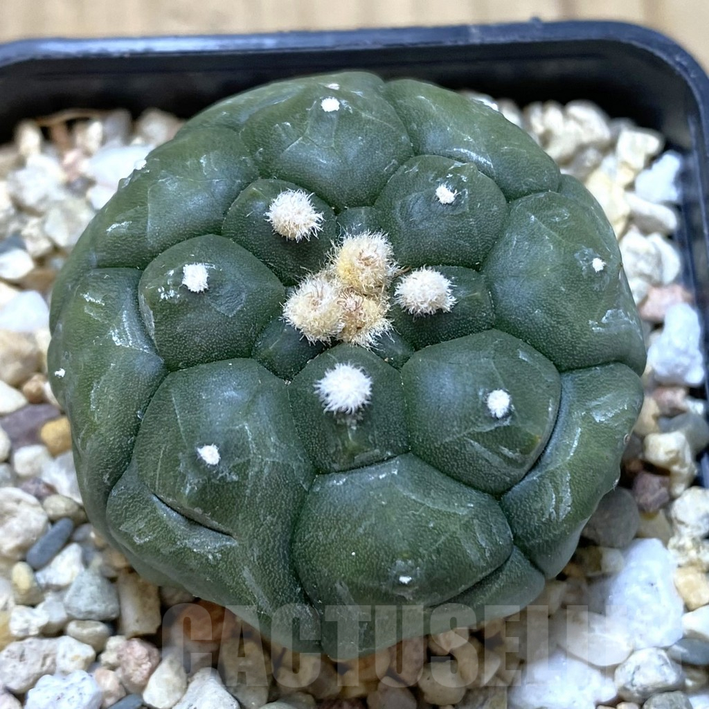 SH969 Astrophytum asterias ‘Kikko’