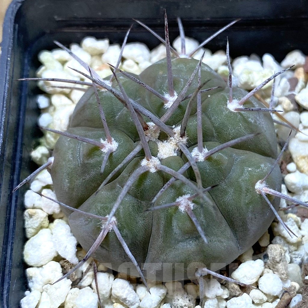 SH1336 Gymnocalycium castellanosii v. bozsingianum KH 371