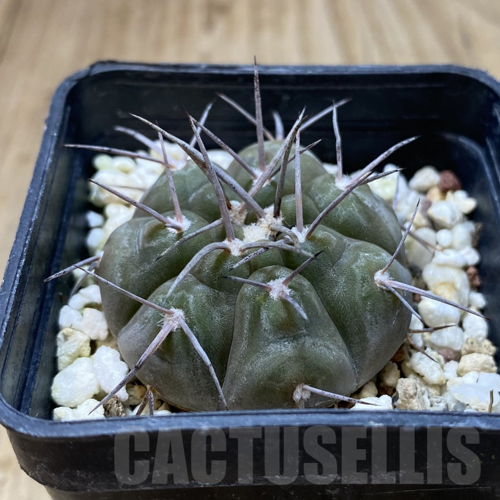 SH1336 Gymnocalycium castellanosii v. bozsingianum KH 371 - Imagen 2