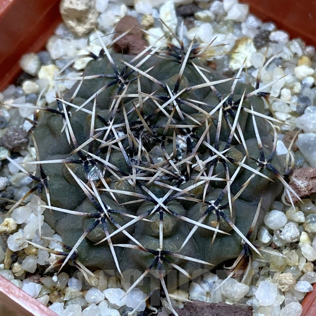 SH1337 Gymnocalycium quehlianum L132