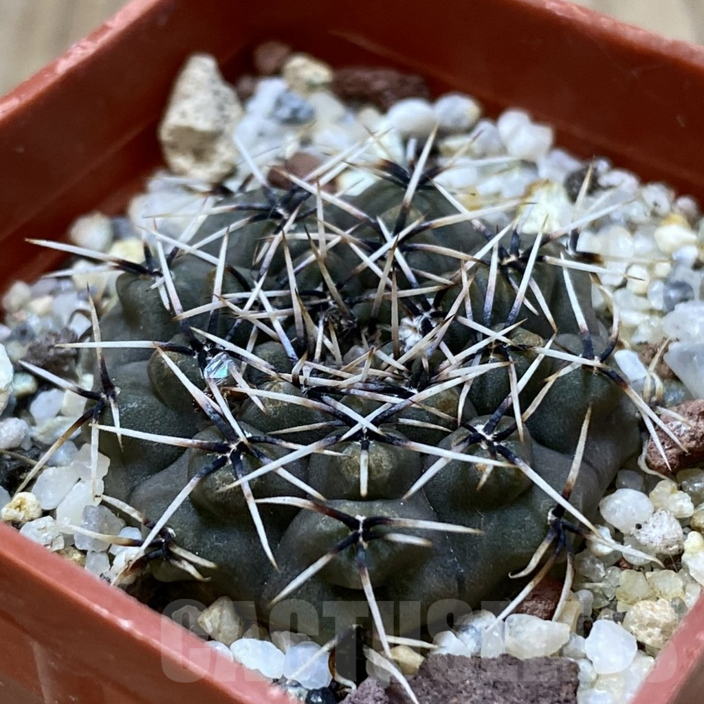 SH1337 Gymnocalycium quehlianum L132 - Imagen 2