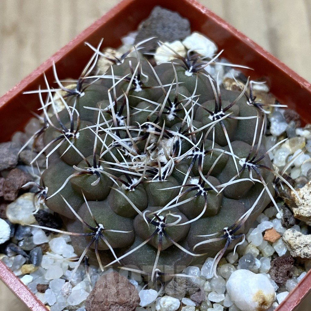 SH1338 Gymnocalycium quehlianum L132