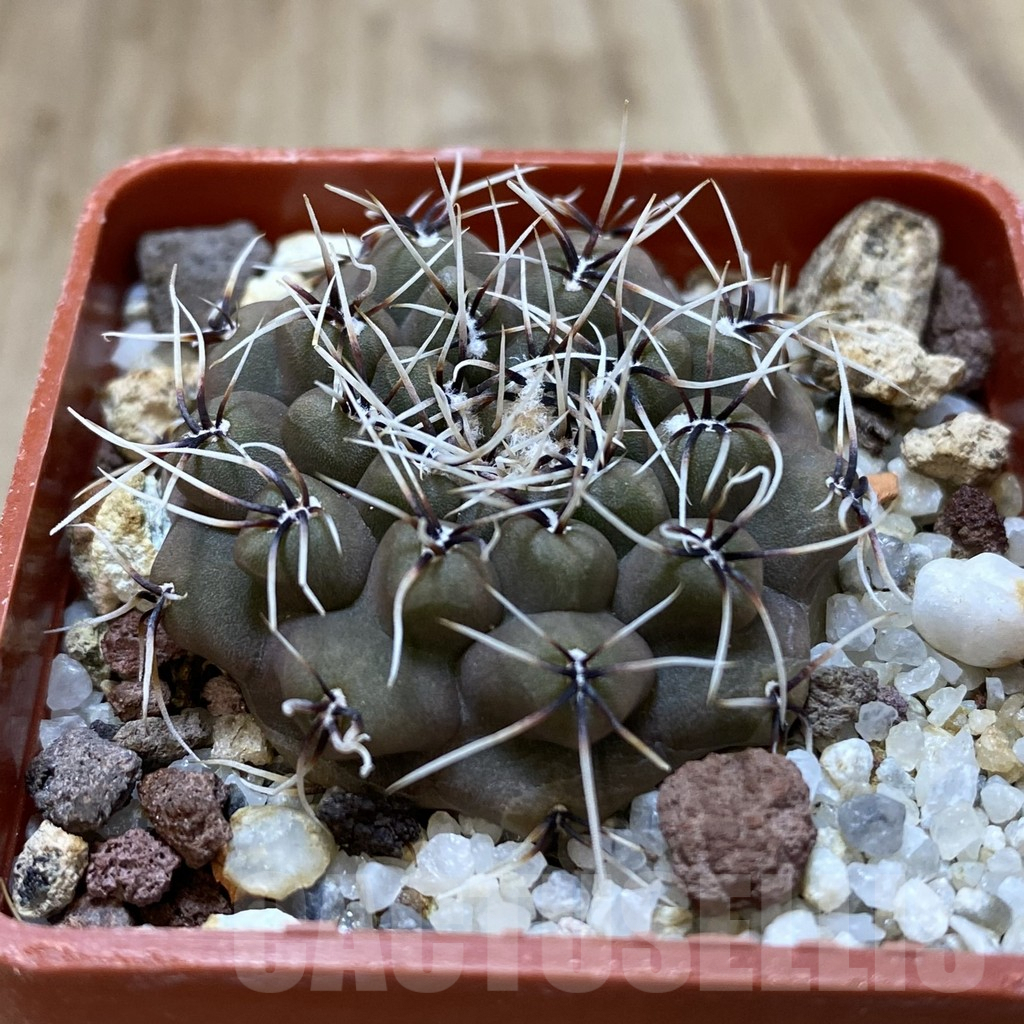 SH1338 Gymnocalycium quehlianum L132 - Image 2