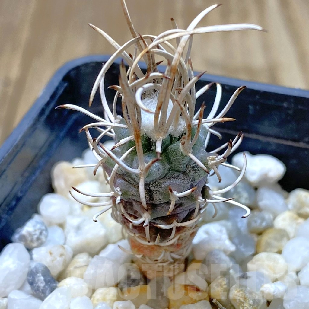 SHPR41090 Turbinicarpus flaviflorus