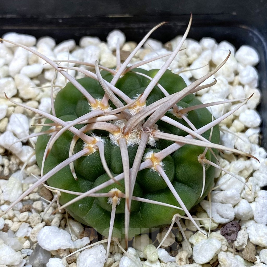 SHPR41123 Gymnocalycium ferocior VG320