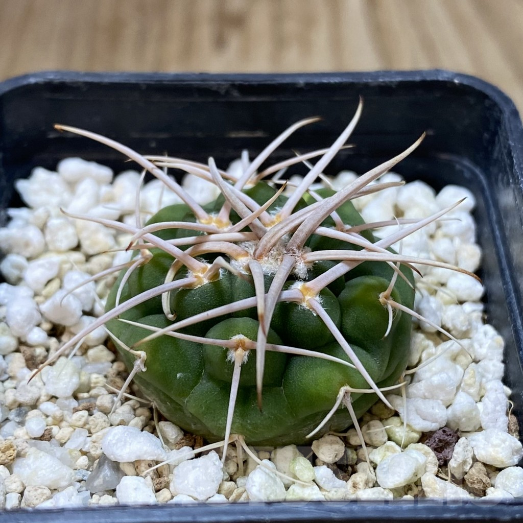 SHPR41123 Gymnocalycium ferocior VG320 - 画像 (2)