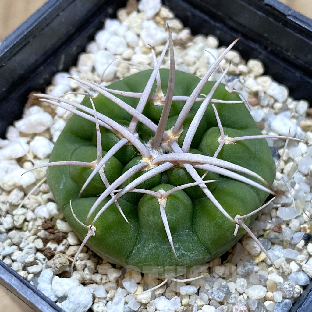 SH1339 Gymnocalycium ferocior VG320