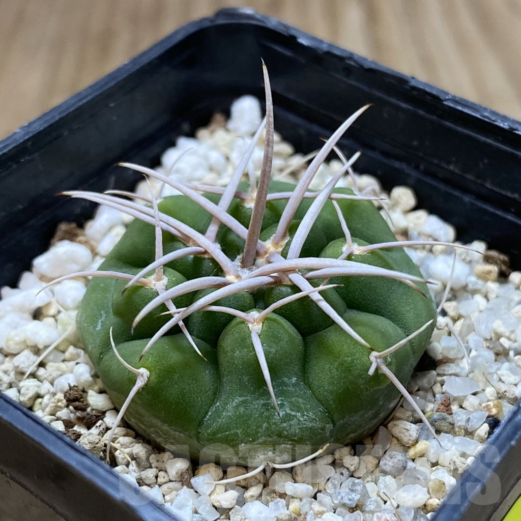 SH1339 Gymnocalycium ferocior VG320 - Image 2