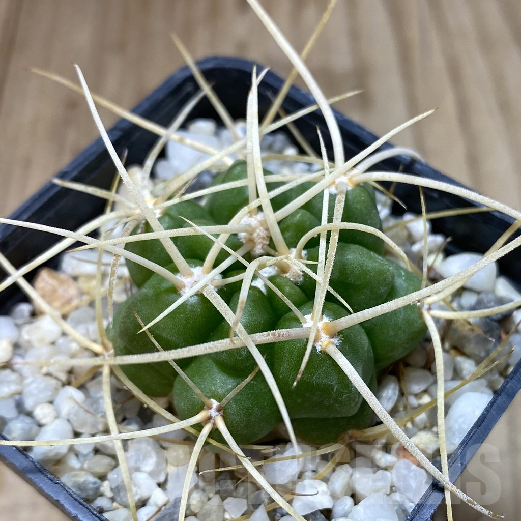SH1340 Gymnocalycium monvillei v. steineri JPR109/260