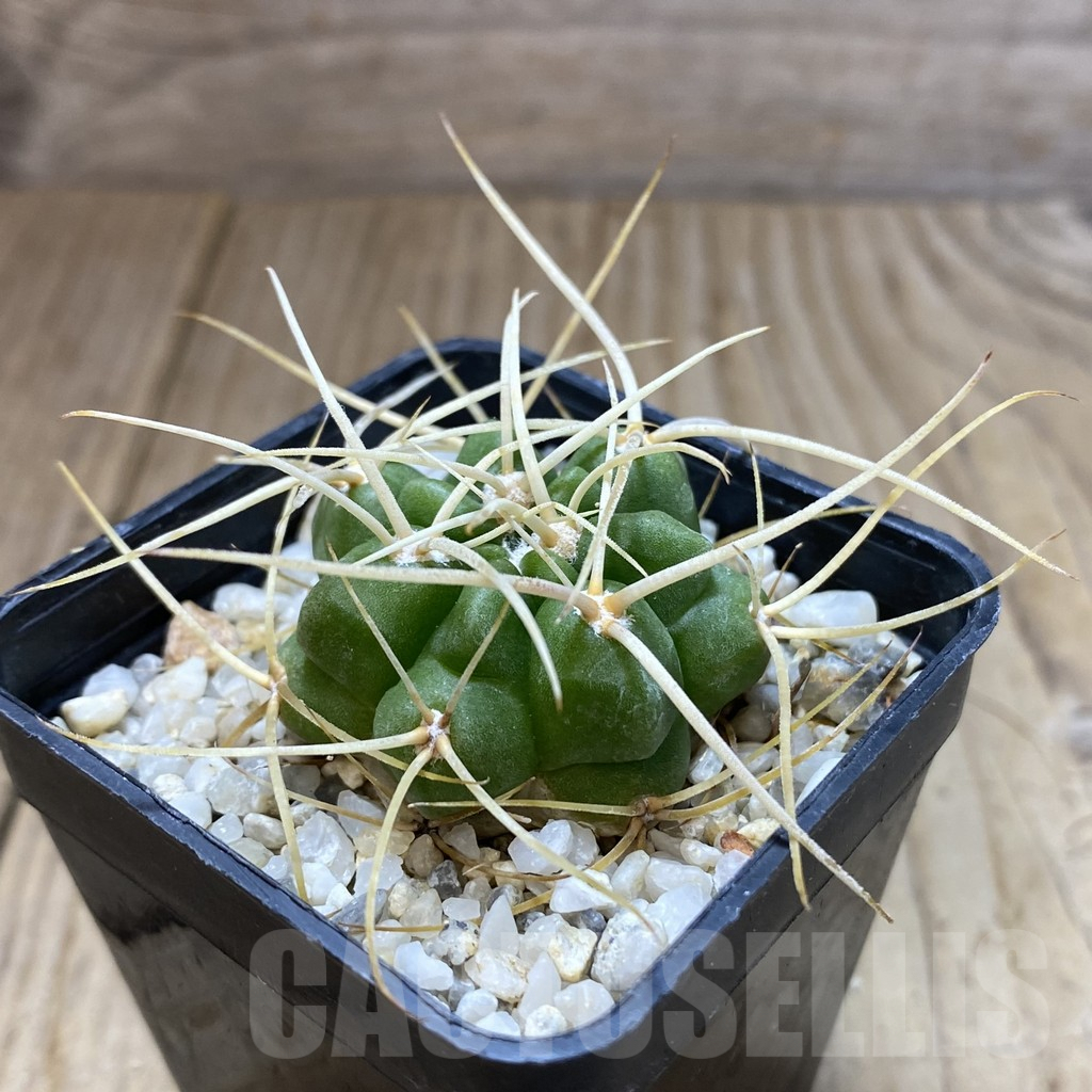 SH1340 Gymnocalycium monvillei v. steineri JPR109/260 - Image 2