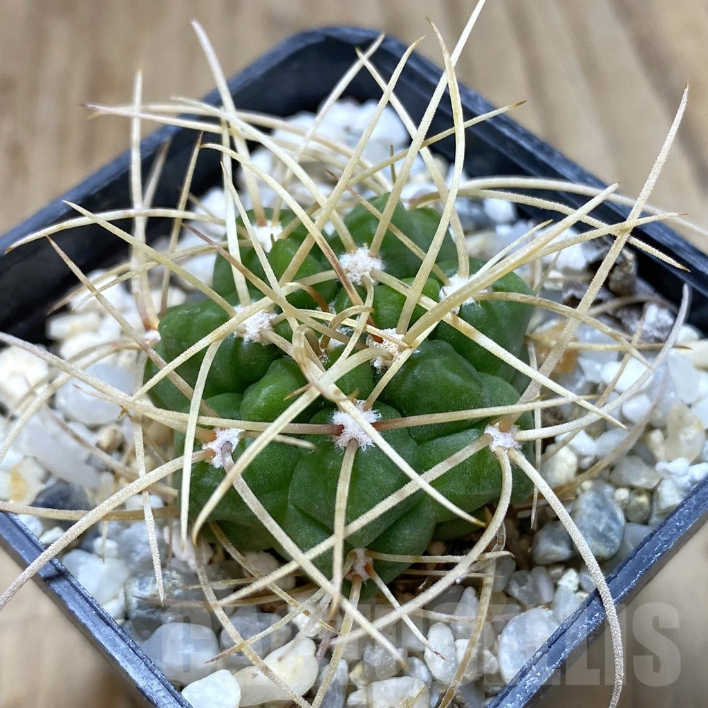 SHPR41126 Gymnocalycium monvillei v. steineri JPR 109/260