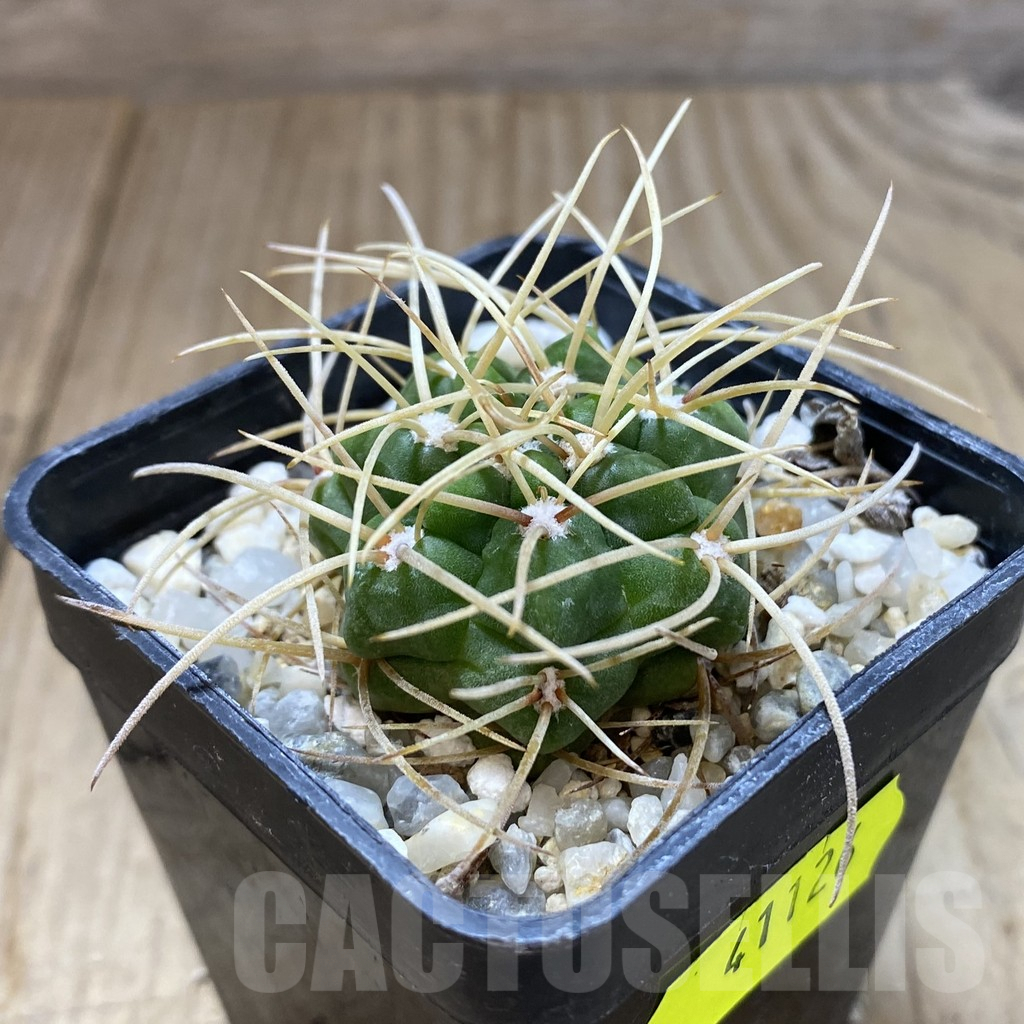 SHPR41126 Gymnocalycium monvillei v. steineri JPR 109/260 - 画像 (2)