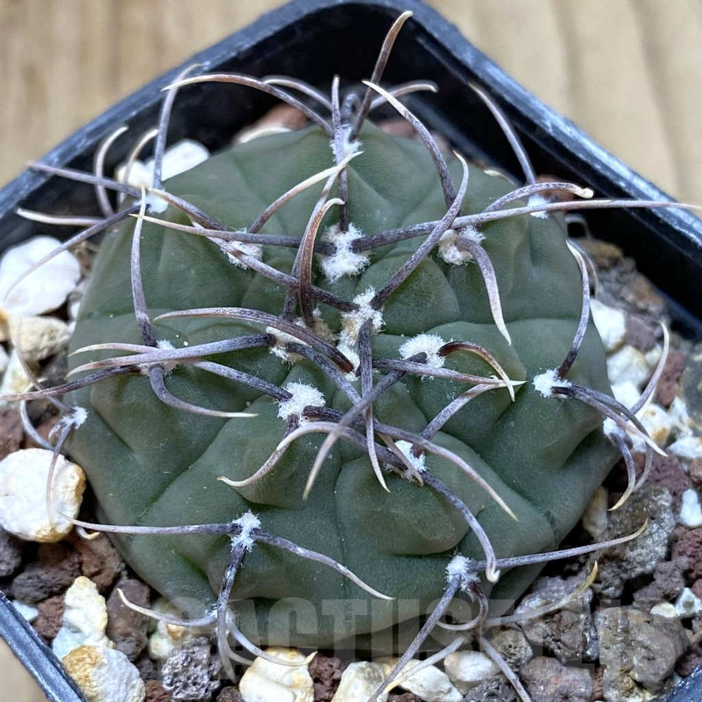 SH1341 Gymnocalycium vatteri v. altautinense