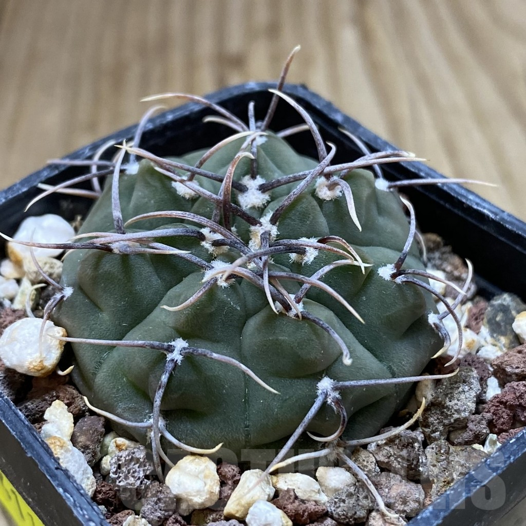 SH1341 Gymnocalycium vatteri v. altautinense - immagine 2