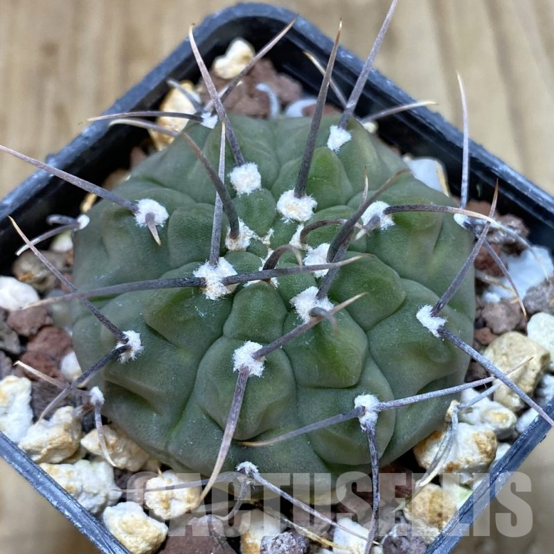 SH1342 Gymnocalycium vatteri v. altautinense