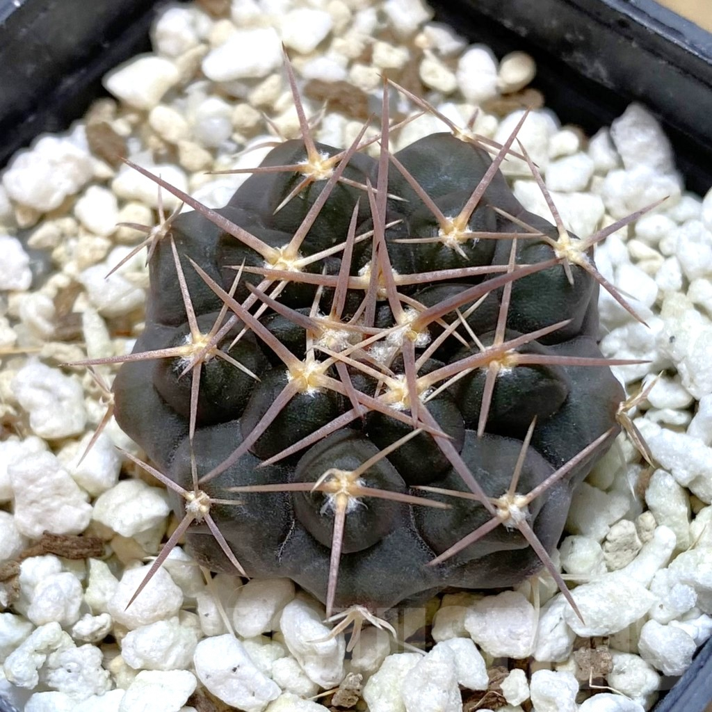 SH1344 Gymnocalycium prochazkianum simile VG 061